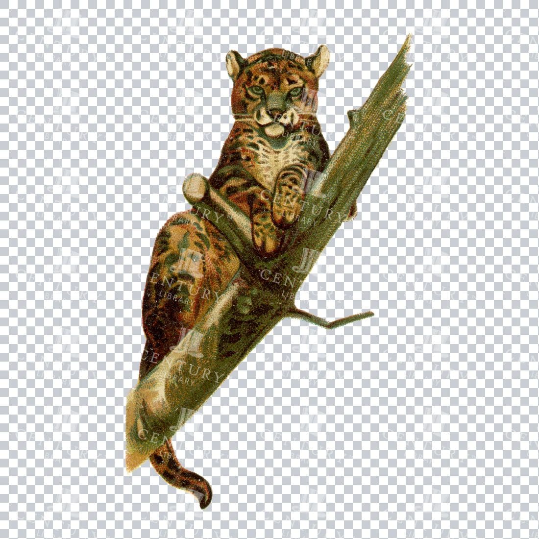 Vintage Color Illustration of a Leopard in a Tree