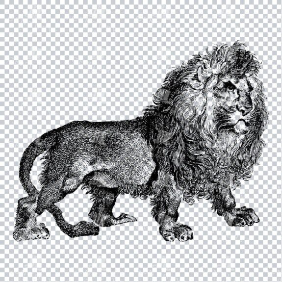 Antique Illustration of a Male Lion No.1