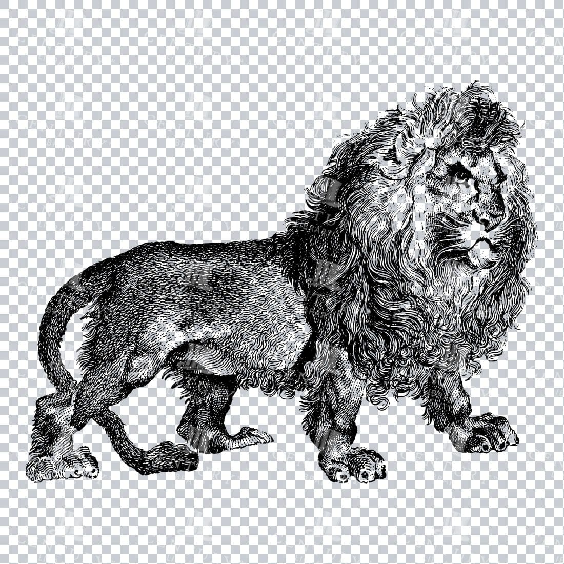 Antique Illustration of a Male Lion No.1