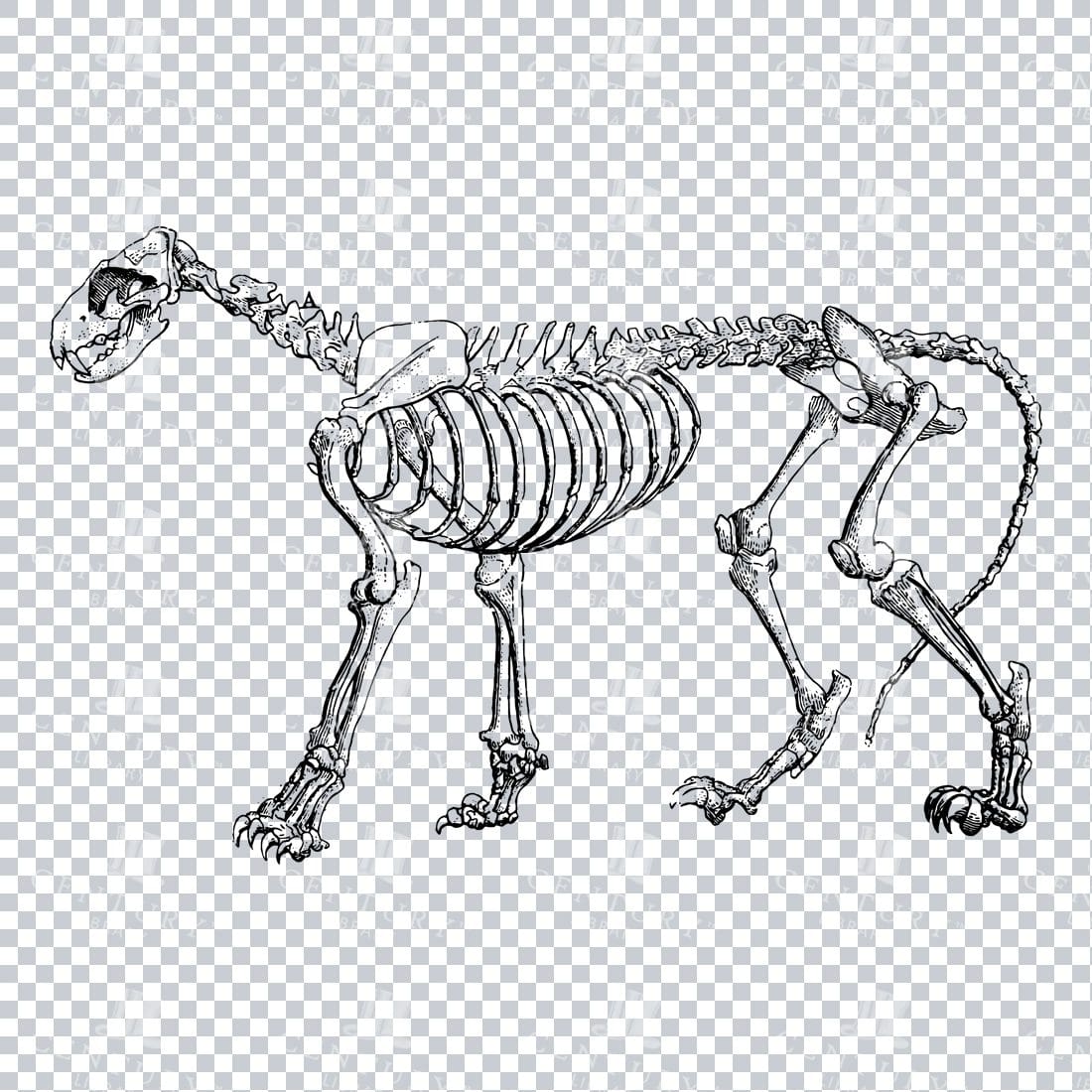 Vintage Engraving of the Skeleton of a Lion