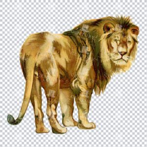 Full Color Clipart of a Male Lion