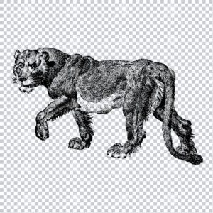 Vintage Engraved Illustration of a Lioness