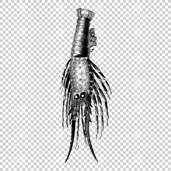 Vintage Nautical Illustration - Lobster