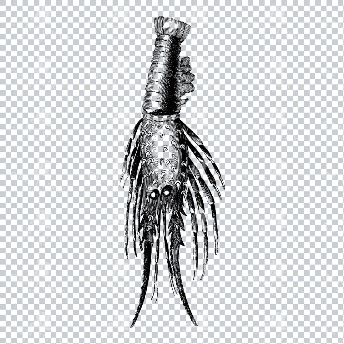 Vintage Nautical Illustration - Lobster