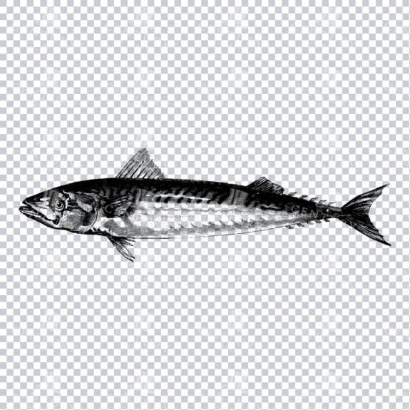 Nautical Illustration - Mackeral Fish