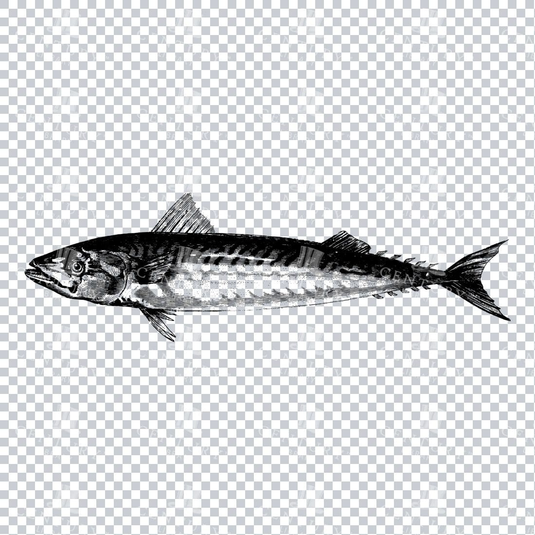 Nautical Illustration - Mackeral Fish