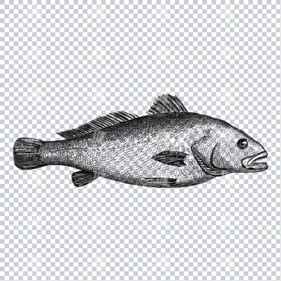 Nautical Illustration - Maigre Fish