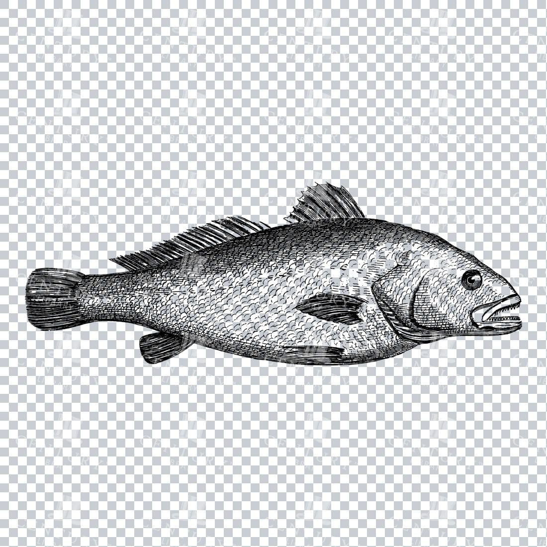 Nautical Illustration - Maigre Fish
