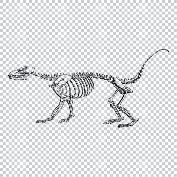Line Art Illustration of a Mammal's Skeleton