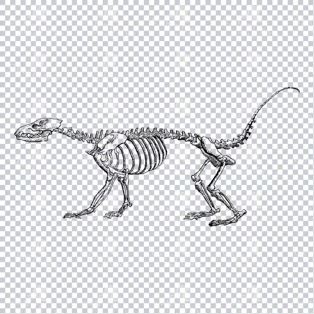 Line Art Illustration of a Mammal's Skeleton