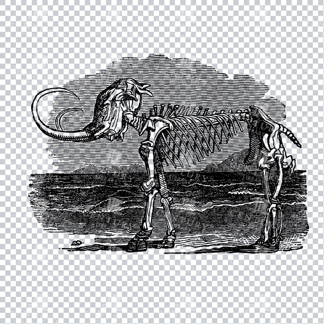 Prehistoric Illustration of the Skeleton of a Mammoth