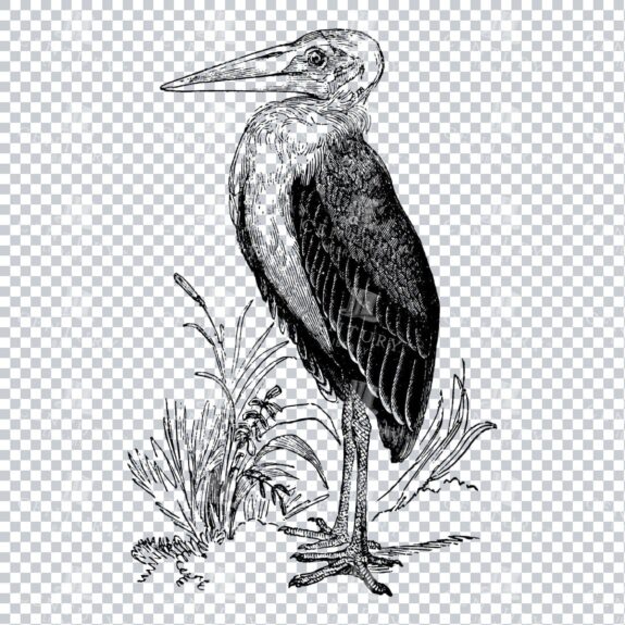 Line Art Illustration of a Marabou Stork Bird