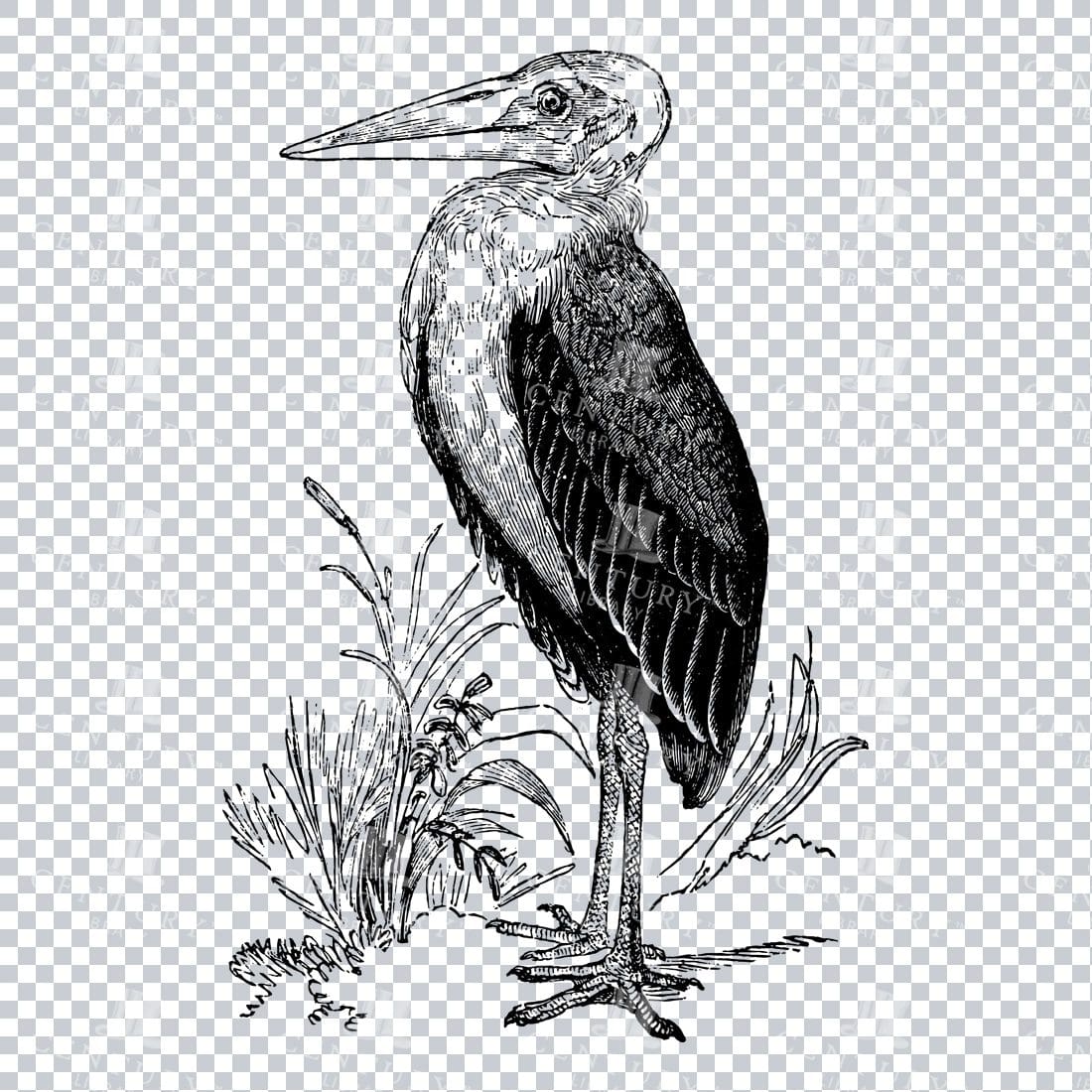 Line Art Illustration of a Marabou Stork Bird