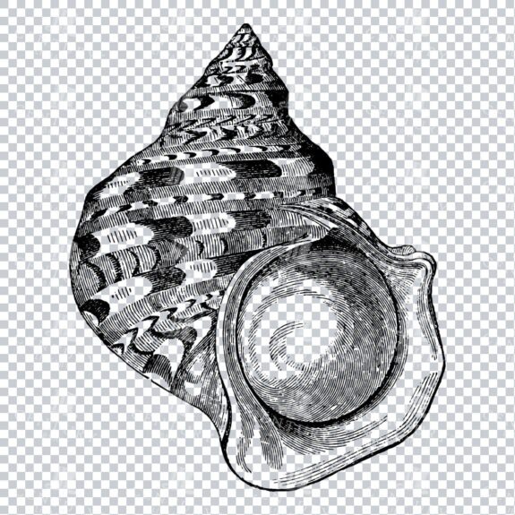 Illustration of a Marbled Turbo Shell No.1