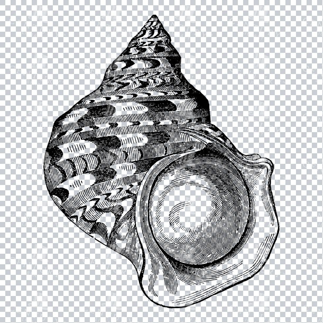 Illustration of a Marbled Turbo Shell No.1