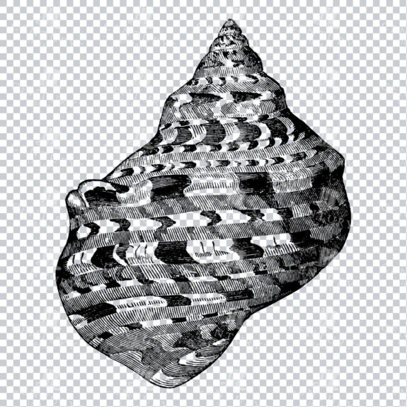Illustration of a Marbled Turbo Shell No.2