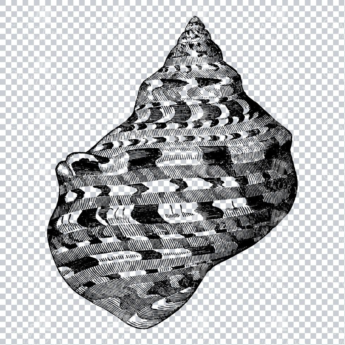Illustration of a Marbled Turbo Shell No.2