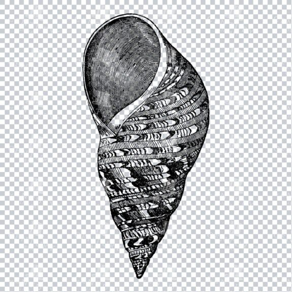 Illustration of a Marbled Turbo Shell No.3