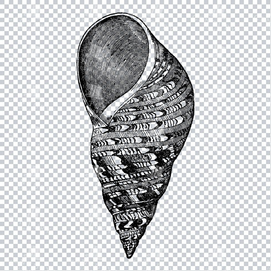 Illustration of a Marbled Turbo Shell No.3
