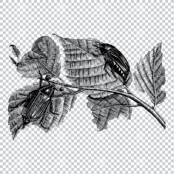 Illustration of May Bugs on a Branch / Leaf