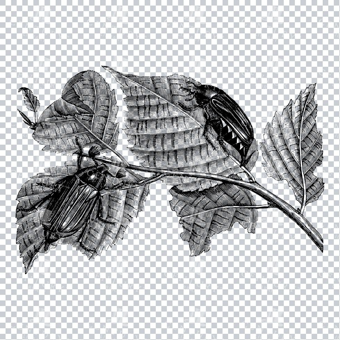 Illustration of May Bugs on a Branch / Leaf