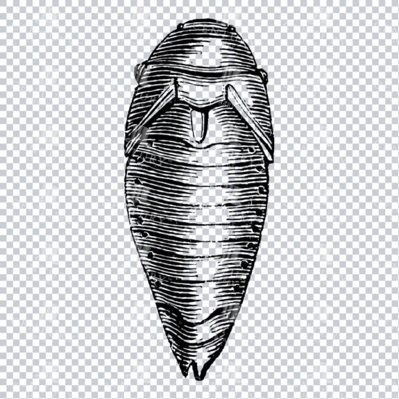 Illustration of a May Bug No.1