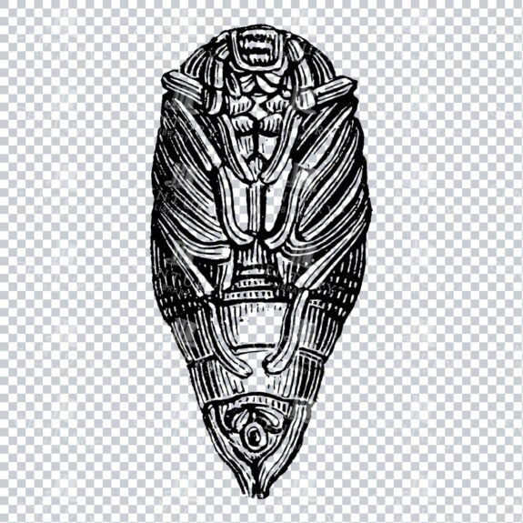 Illustration of a May Bug No.2