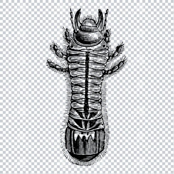 Illustration of a May Bug No.3