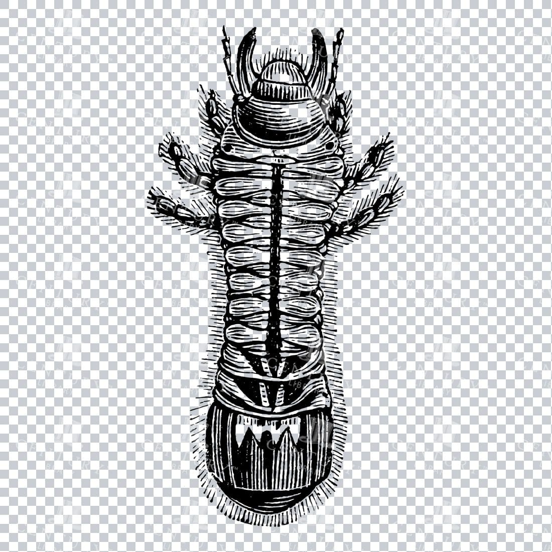 Illustration of a May Bug No.3
