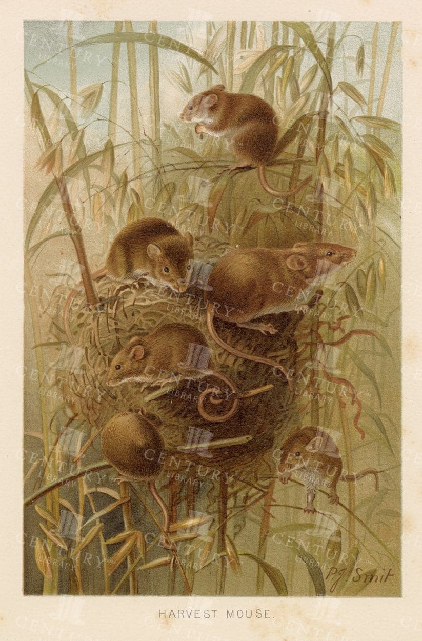 HARVEST MOUSE - Lovely Colour Vintage Natural History Print