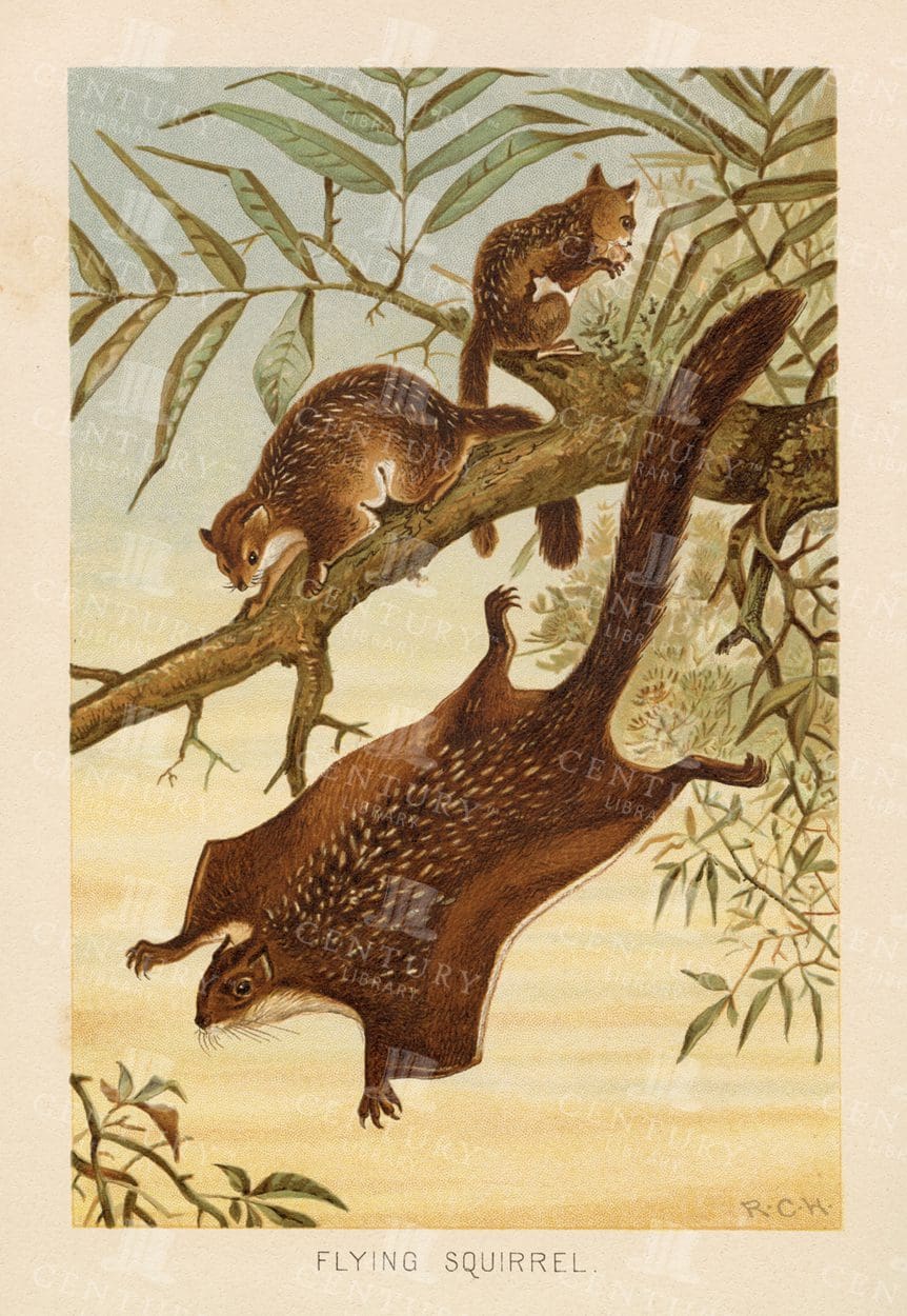 FLYING SQUIRREL - Natural History Colour Vintage Print
