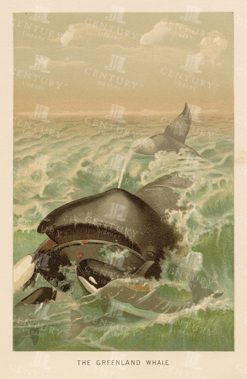 VINTAGE Natural History Print 1904 - The Greenland Whale