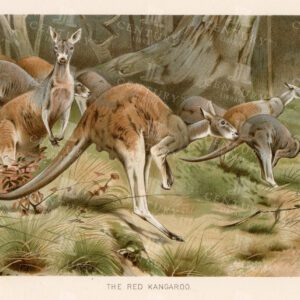 1904 Natural History Vintage Print - The Red Kangaroo