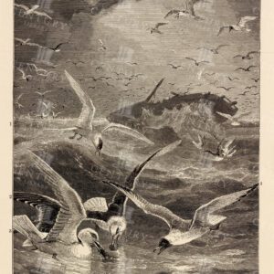 1904 Vintage Print of a Group of British Gulls and Terns