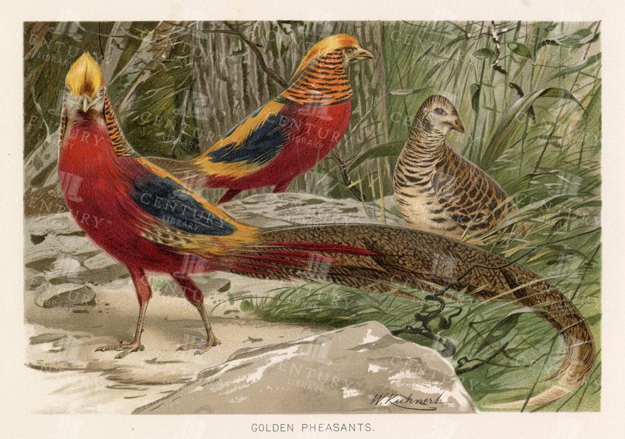 GOLDEN PHEASANTS - Vintage Coloured Natural History Print