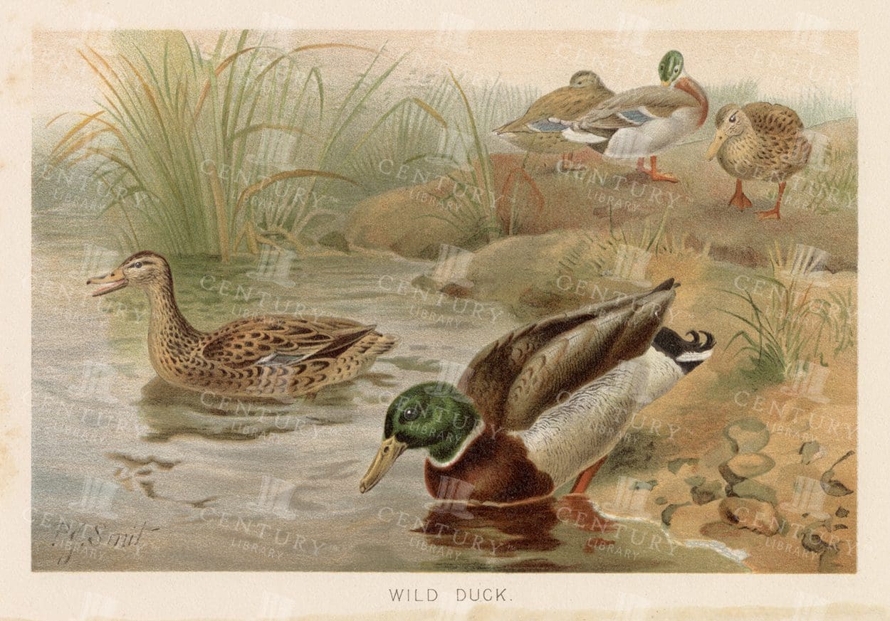 WILD DUCK - Beautiful Colour Natural History Vintage Print