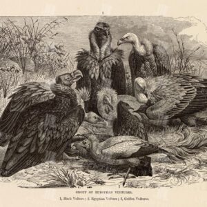VINTAGE Natural History Print - Group of European Vultures