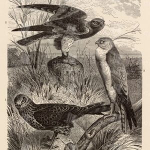 VINTAGE Natural History Print 1904 - Group of Harriers