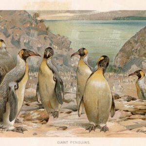 GIANT PENGUINS - Colour Vintage Natural History Print - 1904