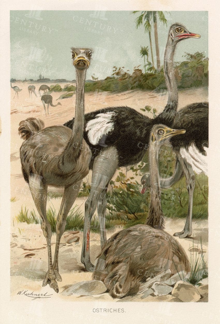 OSTRICHES - Lovely Colour Vintage Natural History Print 1904