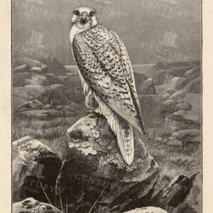 VINTAGE 1904 Natural History Print - The Greenland Falcon