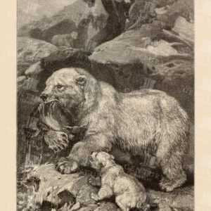 VINTAGE Natural History Print - Polar Bears and their Prey