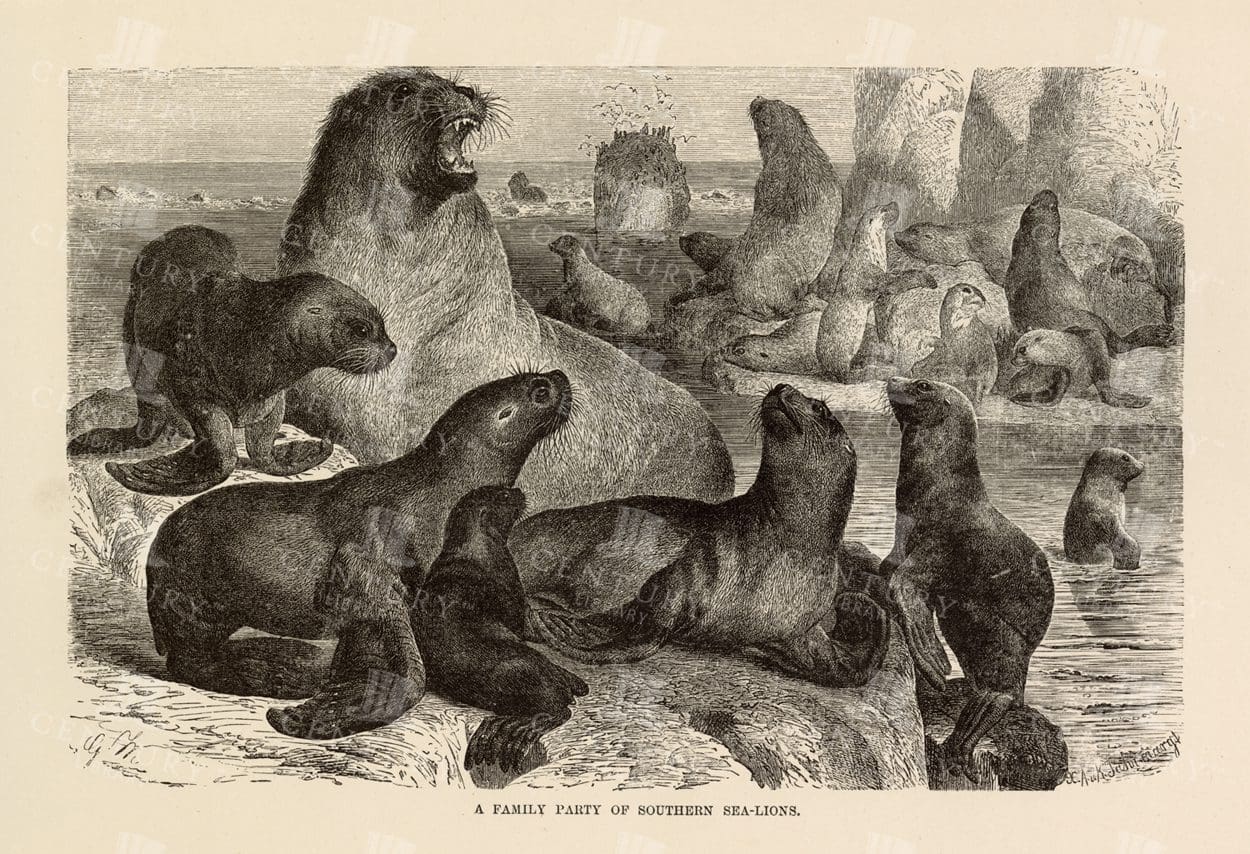 VINTAGE Natural History Print - A Family Party of Southern Sea-Lions