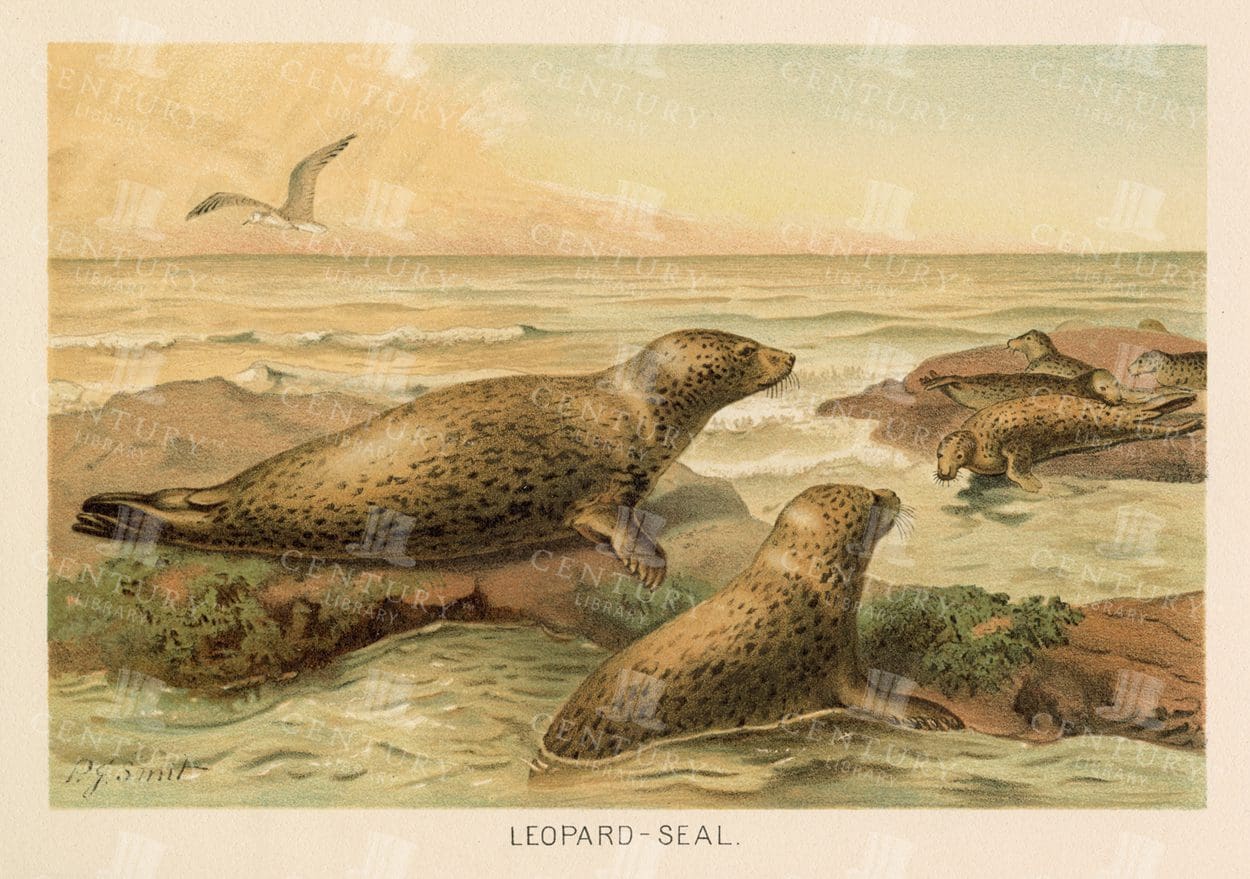 LEOPARD-SEAL - Natural History Colour Vintage Print