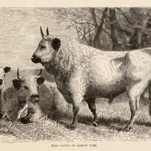VINTAGE Natural History Print - Wild Cattle of Cadzow Park