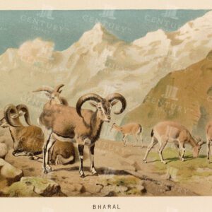 BHARAL - Colour Natural History Vintage 1904 Print