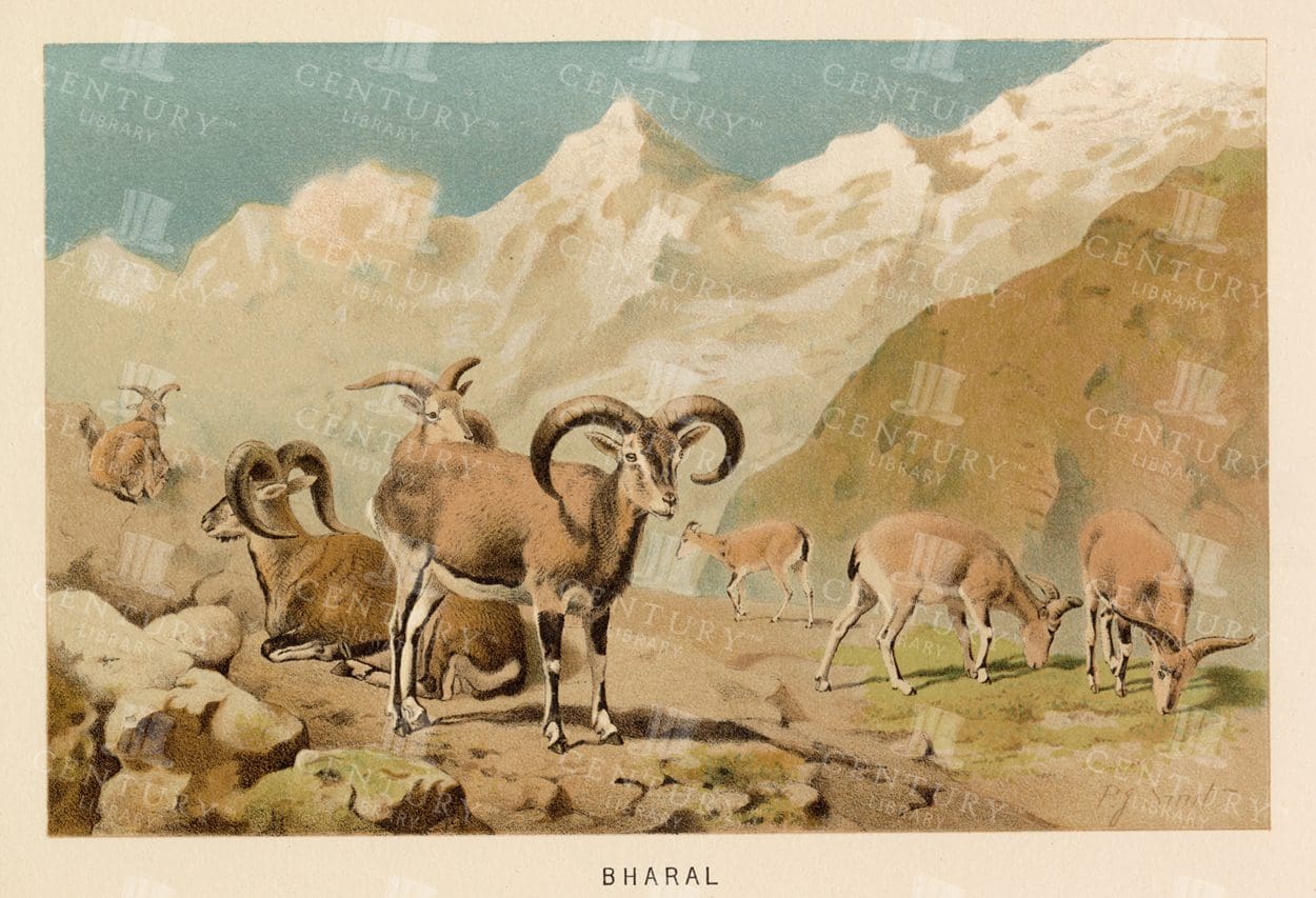 BHARAL - Colour Natural History Vintage 1904 Print