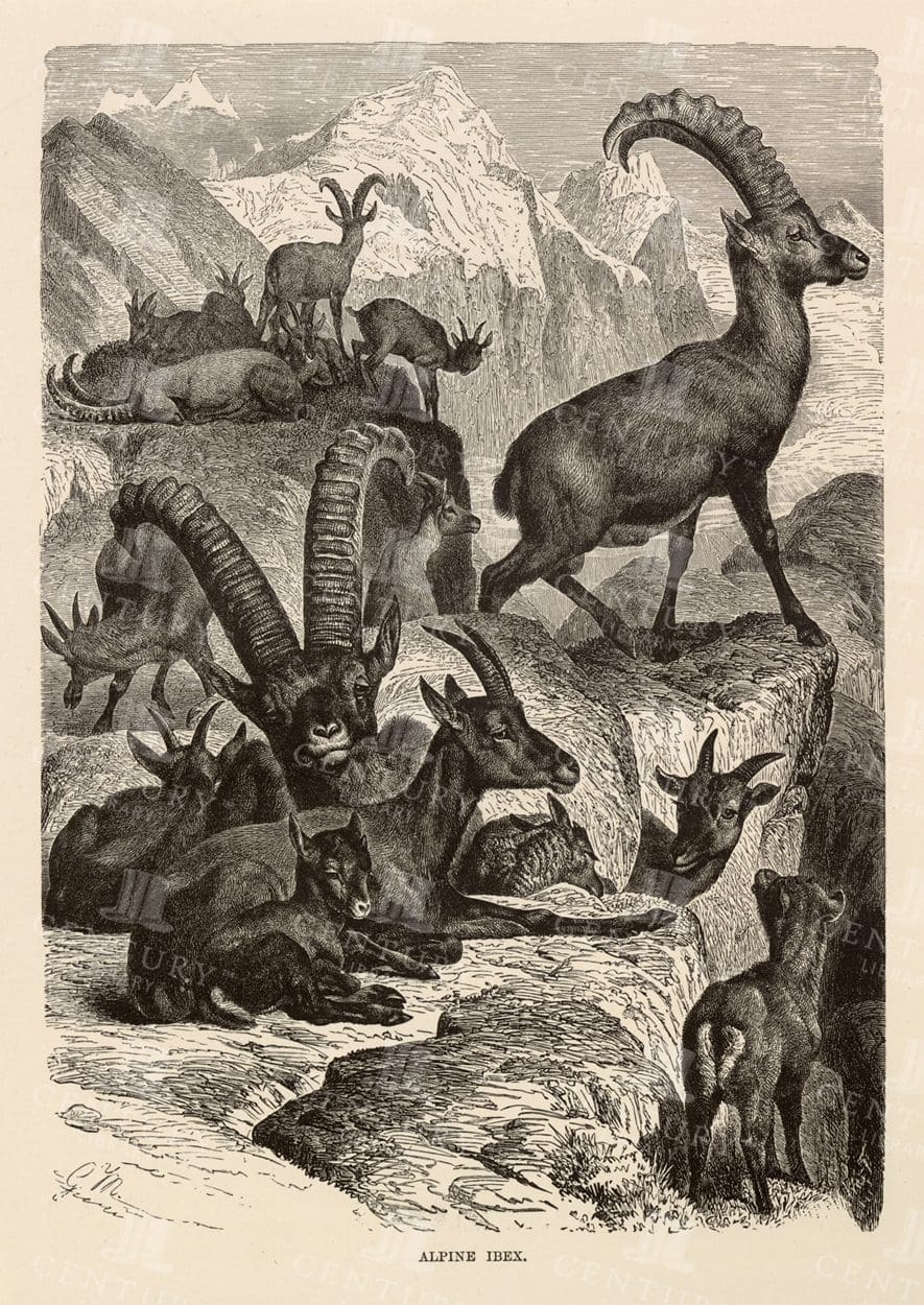 ALPINE IBEX - Vintage 1904 Natural History Print