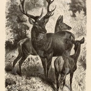 VINTAGE Natural History Print - A Family of Red Deer - 1904
