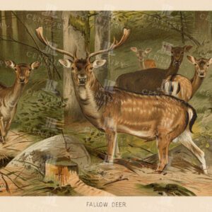 FALLOW DEER - Vintage Colour Natural History Print - 1904